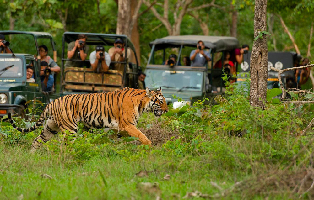 Jim-Corbett-National-Park-image