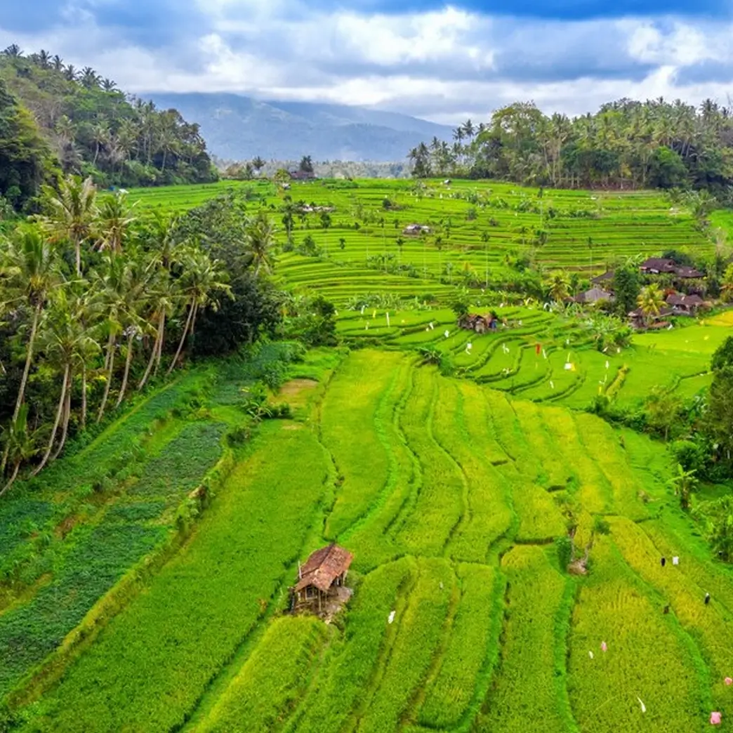 Lush green tiered rice paddies stretch across the landscape, dotted with palm trees and small huts under a cloudy sky.