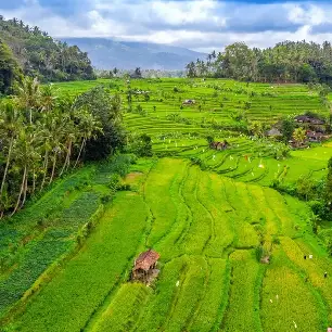 Lush green tiered rice paddies stretch across the landscape, dotted with palm trees and small huts under a cloudy sky.