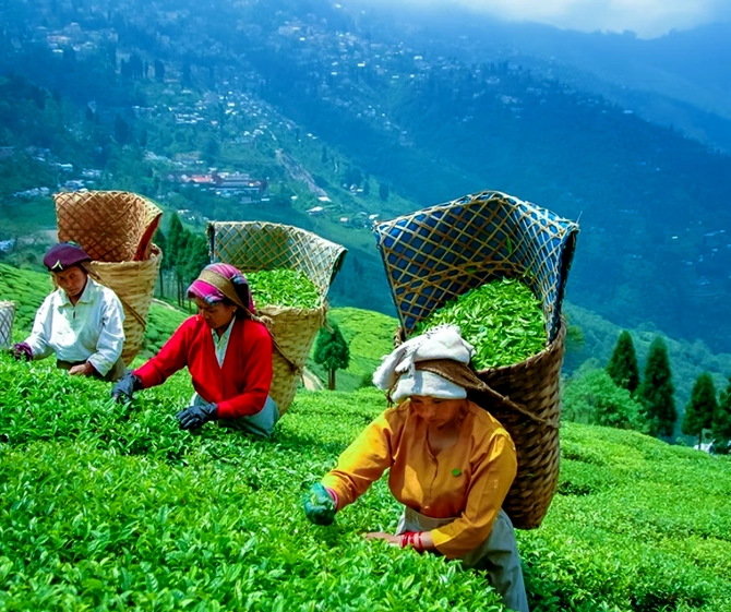 The Happy Valley Tea