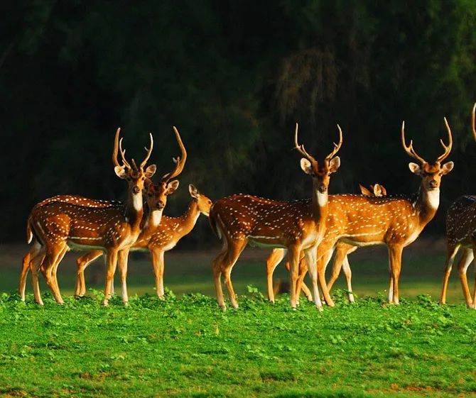 Karnataka Package Nagarhole National Park