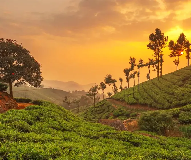 Kerala Package Munnar