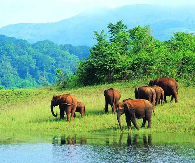 Kerala Package Periyar Wildlife Sanctuary