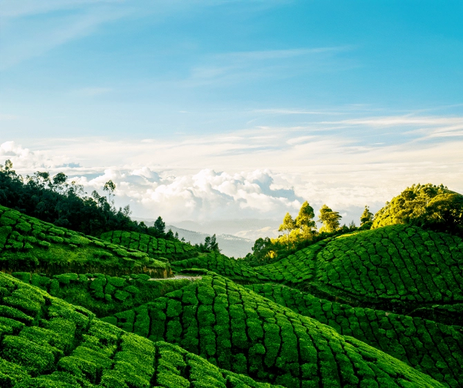Munnar Kolukkumalai Tea Estate