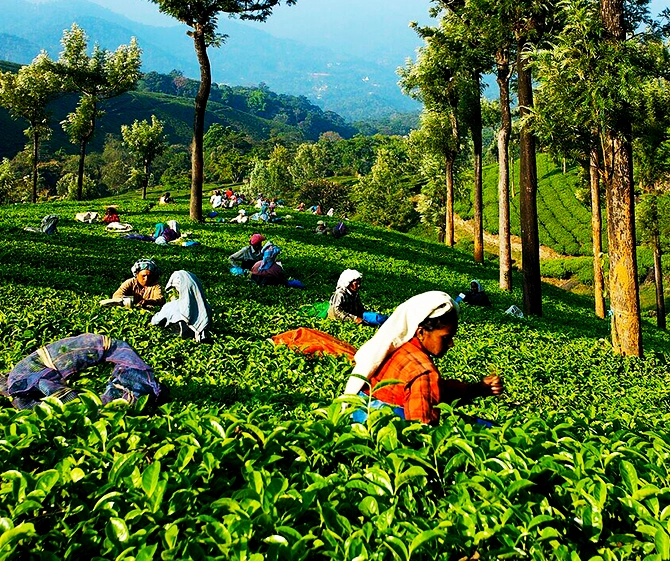 Munnar Western Ghats