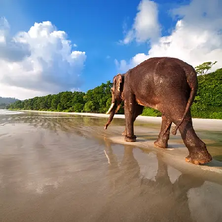 Andaman Elephant Beach