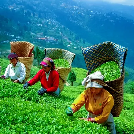 The Happy Valley Tea