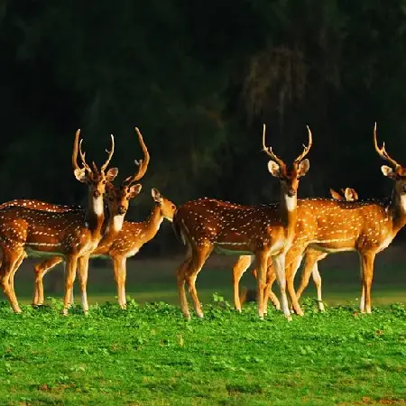 Karnataka Package Nagarhole National Park