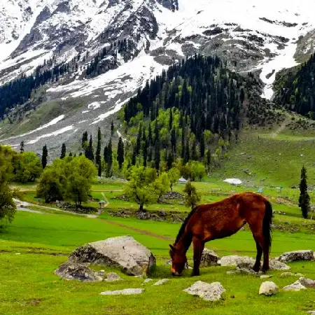 Kashmir Package Vale Of Kashmir