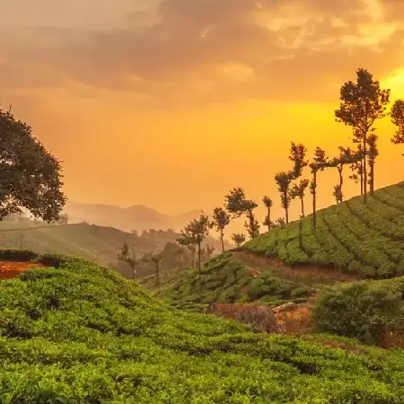 Kerala Package Munnar
