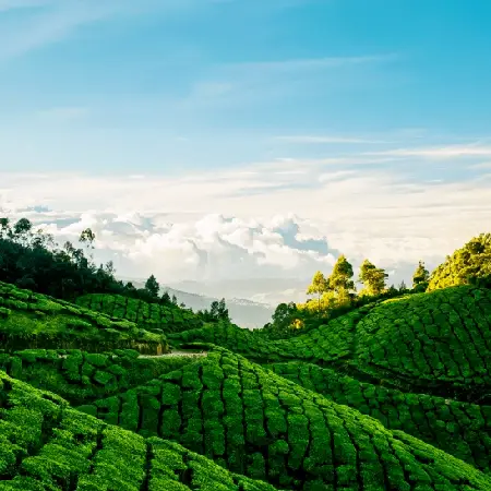 Munnar Kolukkumalai Tea Estate