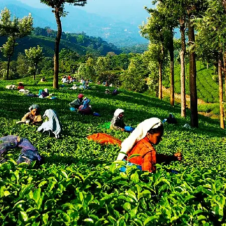 Munnar Western Ghats