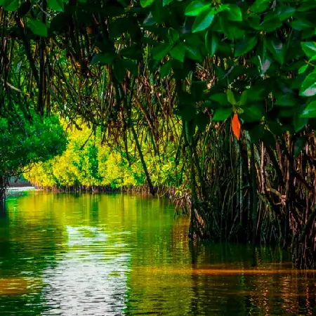 Sundarban Mangrove Forest
