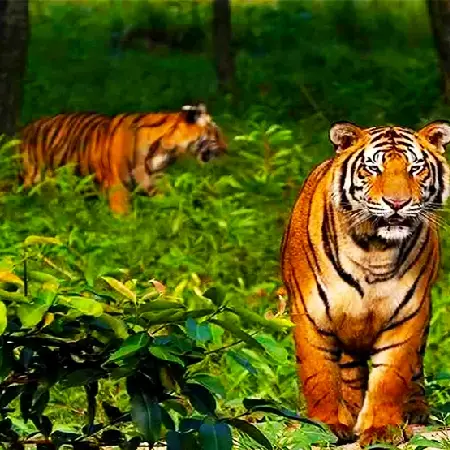 Sundarban Royel Bengal Tiger