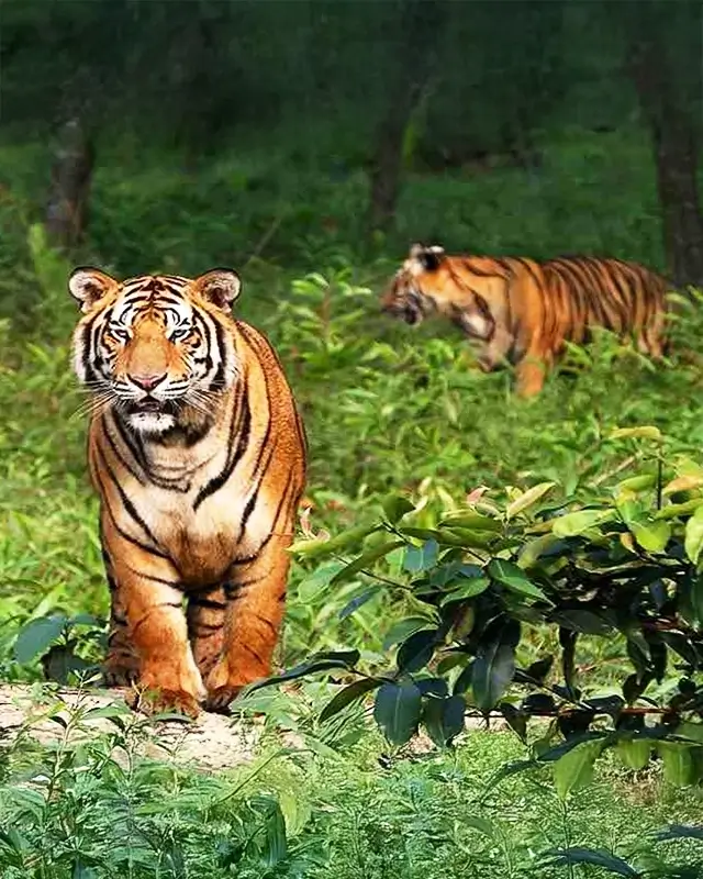 Sundarban Image