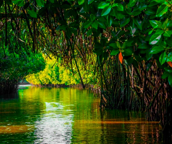 Sunderban Mangrove Forest