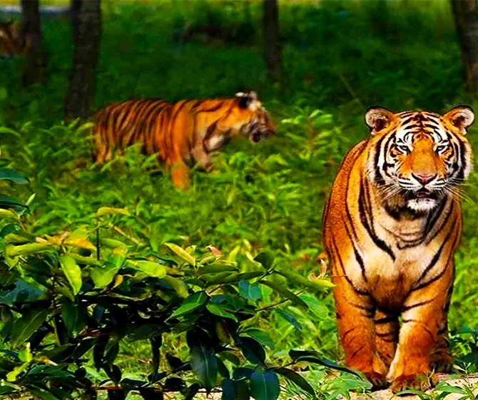 Sunderban Royel Bengal Tiger