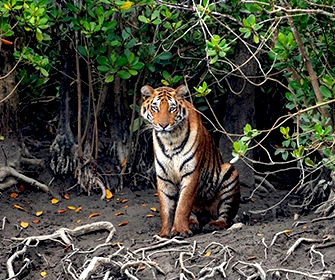 sunderban img