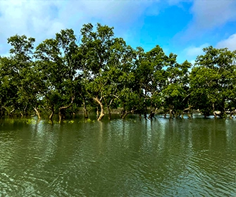 sunderban img