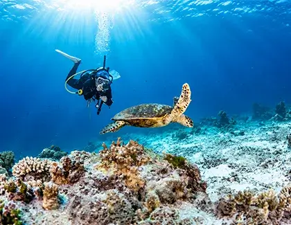 A scuba diver explores underwater life, a highlight of a Thailand trip.